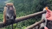 Zoo_with_funny_monkey🤣#monkey_#gorilla_#zoo_#funnyvideo_#funnymonkey_#fail_#hilarious(720p)