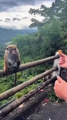 Zoo_with_funny_monkey🤣#monkey_#gorilla_#zoo_#funnyvideo_#funnymonkey_#fail_#hilarious(720p)