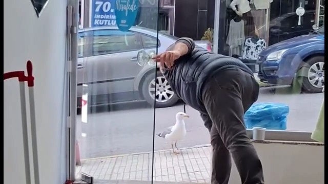 Sinoplu berber ile sakat martının yürekleri ısıtan dostluğu