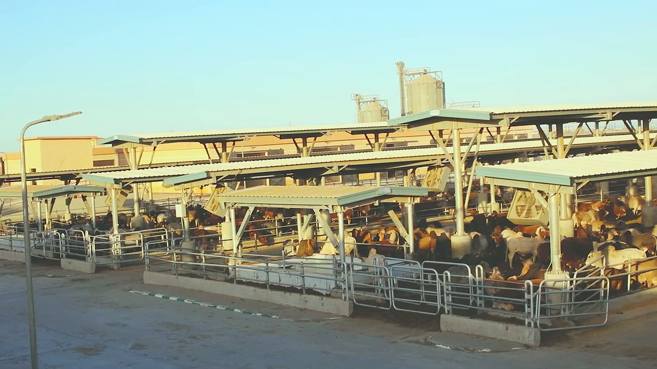 Gazze'de Kurban 2025 | Vuslat Derneği