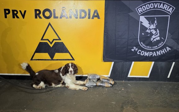 Cão Airon da PRE encontra haxixe preso nas pernas de passageiro no PR