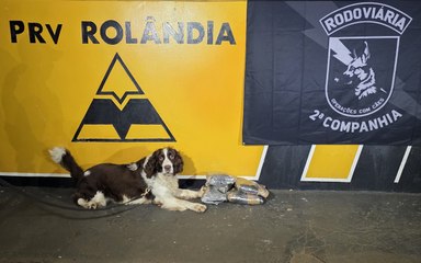 Cão Airon da PRE encontra haxixe preso nas pernas de passageiro no PR