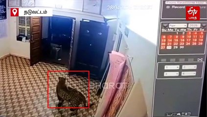 யாராவது இருக்கீங்களா? காவல் நிலையத்திற்குள் 'ஹாயாக' வந்து சென்ற சிறுத்தை! வைரலாகும் சிசிடிவி காட்சி!
