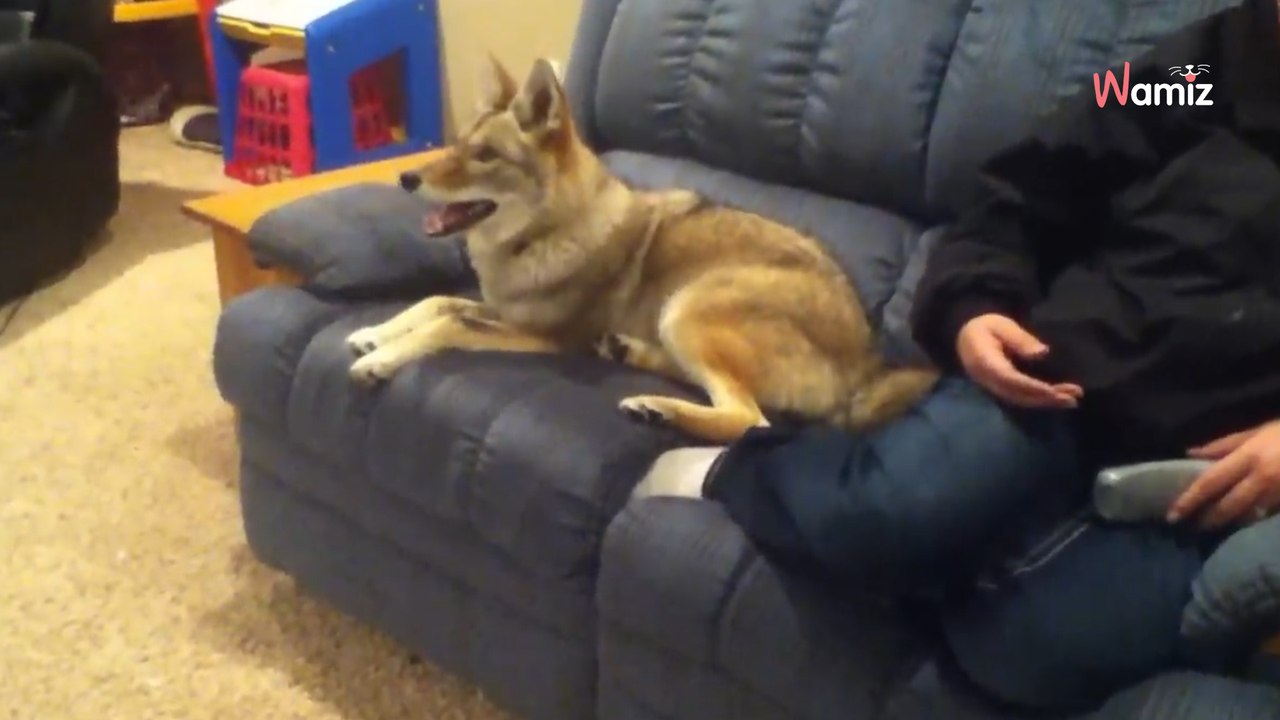 Papa will Tochter einen Welpen schenken: Dabei ist er mächtig auf dem Holzweg unterwegs