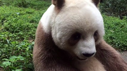 The daily life of pandas 🐼(54)   #Panda #Lovely