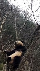 The daily life of pandas 🐼(53)   #Panda #Lovely