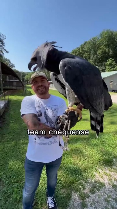Harpy Eagle - one of the largest and most powerful birds of prey in the world