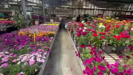 Sassari, anziani minacciati da finti corrieri di Florgarden. La titolare: "Non siamo noi, non aprite"