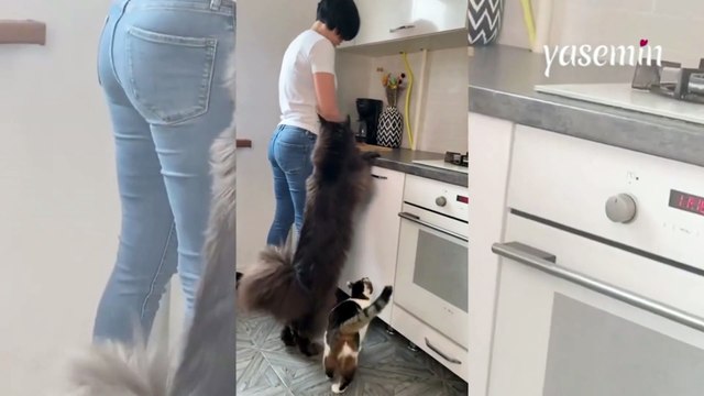 49 milyon kişi gözlerine inanamadı! Sosyal medyada viral olan kedi görenleri hayrete düşürdü