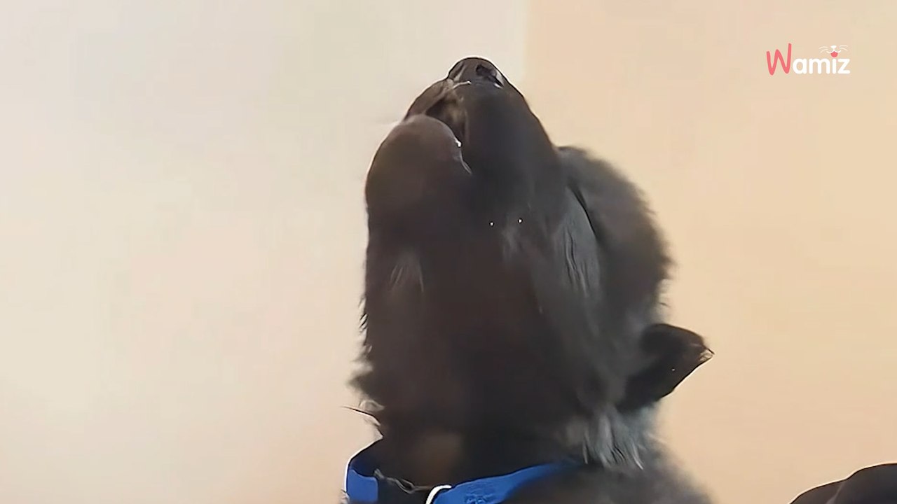 Ein Mann findet ein junges Tier im Wald: Wochen später sind alle sprachlos