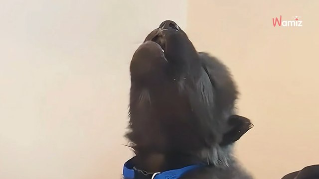 Ein Mann findet ein junges Tier im Wald: Wochen später sind alle sprachlos