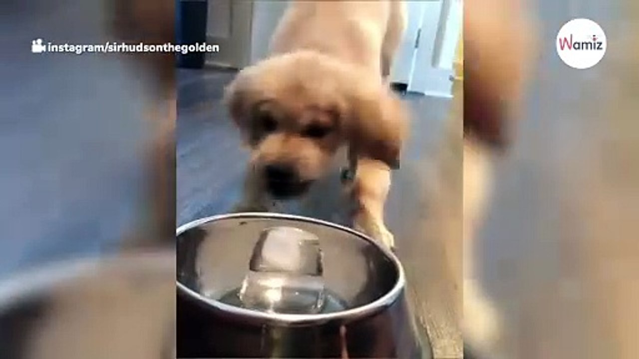 Watch: Golden Retriever puppy’s reaction to ice cube is hilarious