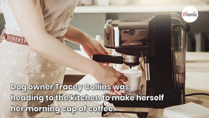 Owner in shock when she notices her dog has turned blue