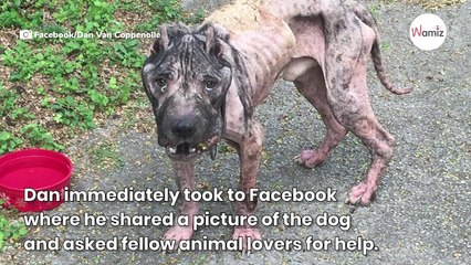 Dog on the brink of giving up shows up at a doorstep and asks for help