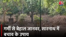 वाराणसी में भीषण गर्मी का कहर, सारनाथ में बेज़ुबानों को बचाने की जद्दोजहद