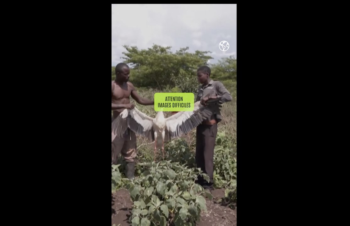 Ouganda: des milliers de cigognes empoisonnées pour se nourrir, faute d'autre source de nourriture