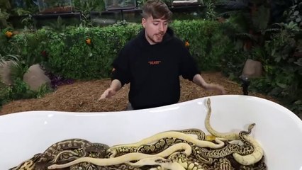 Mr beast challange video