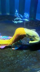 VIDEO: Una ‘sirena’ se desmaya en plena actuación bajo el agua en un oceanario de China