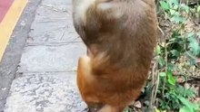 Funny_monkey_#funnyvideo_#funny_#funnypet_#pets_#funnyanimal_#funnyanimal_#pets_#(1080p)
