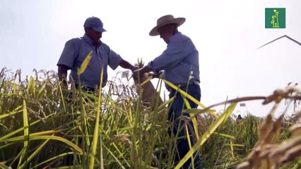 Chile desarrolla un arroz resistente capaz de adaptarse al cambio climático
