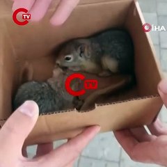 Sincapları satmaya çalışan şahsa 30 bin TL ceza