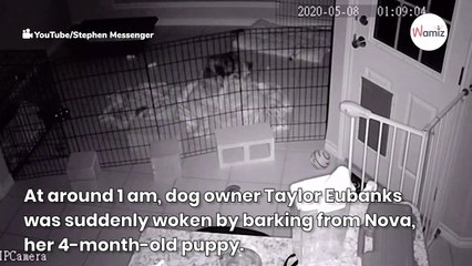 Owner in shock when she discovers cause of her puppy's sleepless nights
