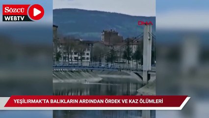 Yeşilırmak'ta korkutan görüntü! Ördek ve kaz ölümleri başladı