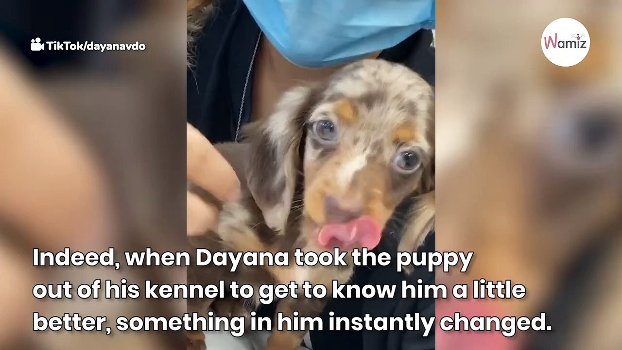 Puppies have heartbreaking goodbye when they realise they're about to be separated