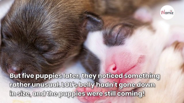 Chihuahua gives birth to 10 puppies, shocking discovery the next day