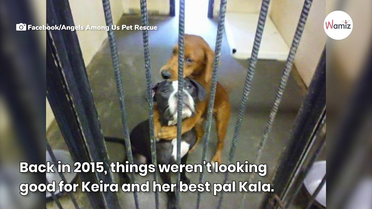 Thanks to their hug, these dogs were adopted instead of sacrificed (Video)