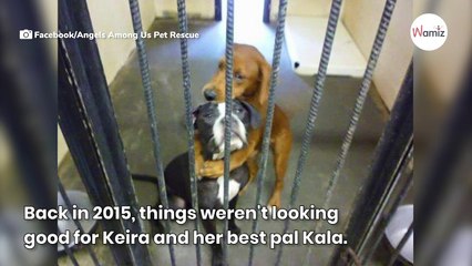 Thanks to their hug, these dogs were adopted instead of sacrificed (Video)