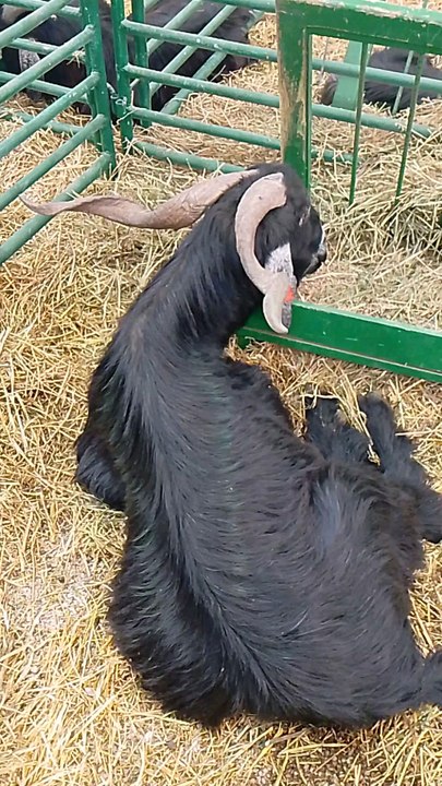 salon international d'agriculture Au Maroc