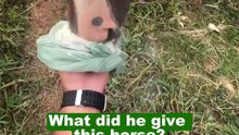 Turbo Horse! What did this guy give him? 😱🐎💨 #shortsvideo #shorts #short #shortvideo #viralvideo
