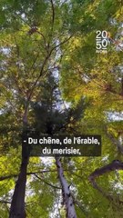 Il reforeste la France depuis 150 ans