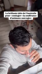 La protection animale vue par les australiens