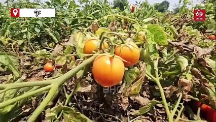 नूंह में किसानों को मिल रही टमाटर की कम कीमत, बिजली कटौती ने भी किया परेशान