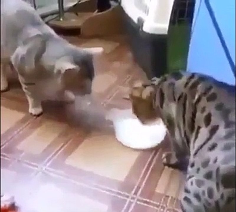 Deux chats et un seul bol de lait