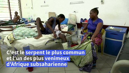 Morsure de serpent : le Kenya mise sur l’antivenin, mais les mythes et les lacunes persistent