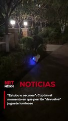 Un perrito que previamente había ingerido un juguete con luces fue captado justo en el instante en que lo expulsaba, ¡con todo y luces encendidas! La escena ha causado sensación y risas entre los usuarios.