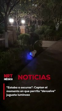 Un perrito que previamente había ingerido un juguete con luces fue captado justo en el instante en que lo expulsaba, ¡con todo y luces encendidas! La escena ha causado sensación y risas entre los usuarios.