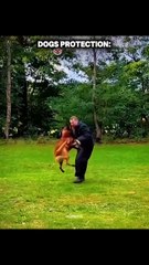Pets vs. Gravity: Epic Fails & Flops 😂 Best of 2025!