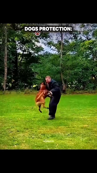 Pets vs. Gravity: Epic Fails & Flops 😂 Best of 2025!