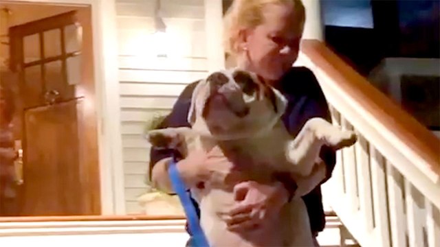 Dog Lived Like King Until Mom Brought Home A New Puppy