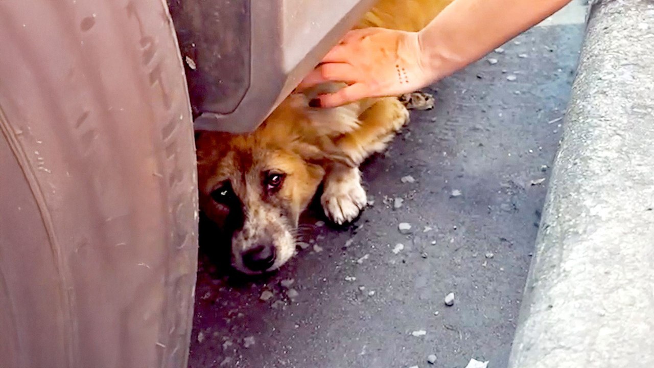 Dog Hit By A Car On A Busy Road Saved By Couple