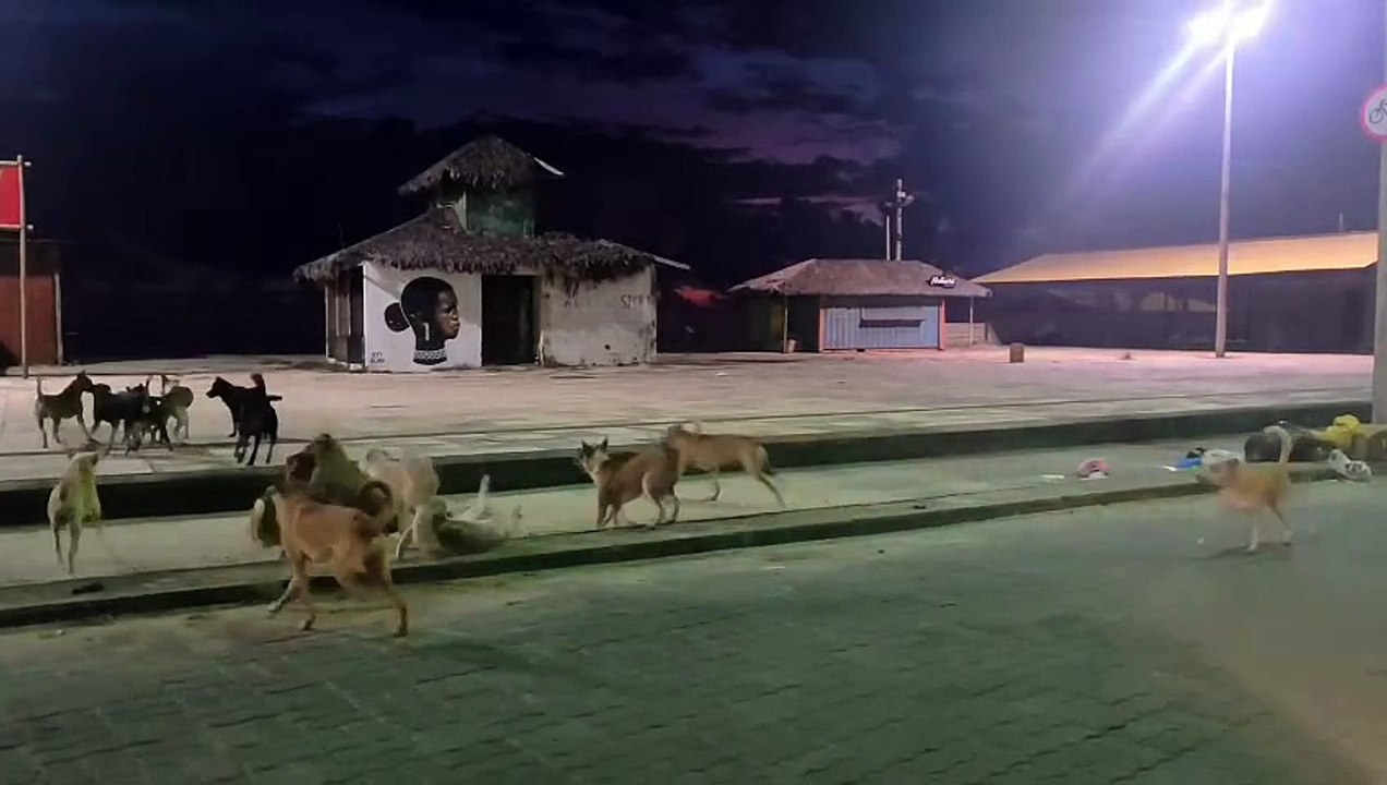 Vídeo de cachorros em situação de rua brigando em barracas na Barra do Ceará