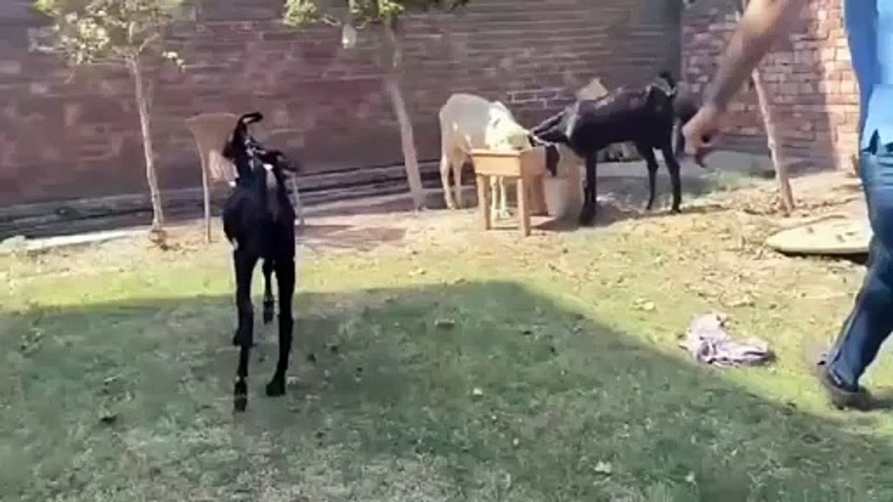 Beautiful Animals