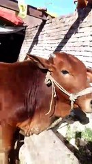 VID-20250315-WA0035