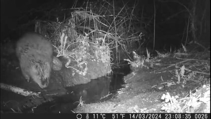 Wind in the willows! Beaver caught farting on wildlife camera