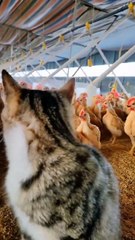 Cat and Hen's Unexpected Friendship | Funny Animal Moments #CatAndHen #FunnyAnimals #AnimalFriendship