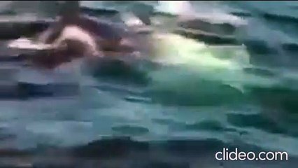 Orca vs tiburon blanco